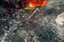 slides/_MG_6860_Edit.jpg Arrow Crab, Coral Sea Fans Rocks, Underwater _MG_6860_Edit