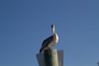 slides/_MG_8171.jpg Pelican _MG_8171