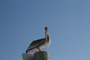 slides/_MG_8172.jpg Pelican _MG_8172