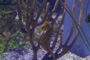 slides/_MG_9201.jpg Seahorse _MG_9201