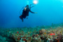 slides/_MG_1430_Edit.jpg Andy M, Coral Sea Fans Rocks, Underwater _MG_1430_Edit