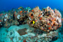 slides/_MG_1442_Edit.jpg Coral Sea Fans Rocks, Rock Beauty, Underwater _MG_1442_Edit