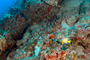 slides/_MG_1450_Edit.jpg Angelfish, Coral Sea Fans Rocks, Queen Angel, Underwater _MG_1450_Edit