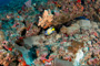 slides/_MG_1451_Edit.jpg Angelfish, Coral Sea Fans Rocks, Queen Angel, Underwater _MG_1451_Edit