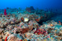 slides/_MG_1477_Edit.jpg Angelfish, Coral Sea Fans Rocks, Queen Angel, Underwater _MG_1477_Edit