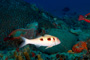 slides/_MG_1482_Edit.jpg Coral Sea Fans Rocks, Spotted Goatfish, Underwater _MG_1482_Edit