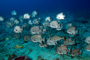slides/_MG_1487_Edit.jpg Coral Sea Fans Rocks, Spadefish, Underwater _MG_1487_Edit