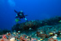 slides/_MG_1488_Edit.jpg Coral Sea Fans Rocks, Erik, Underwater _MG_1488_Edit