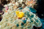 slides/_MG_1493_Edit.jpg Christmas Tree Worm, Coral Sea Fans Rocks, Underwater _MG_1493_Edit