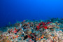 slides/_MG_1496_Edit.jpg Coral Sea Fans Rocks, Underwater _MG_1496_Edit