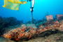 slides/_MG_1502_Edit.jpg Coral Sea Fans Rocks, Erik, Underwater _MG_1502_Edit