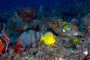 slides/_MG_1505_Edit.jpg Blue Tang Juvenile, Coral Sea Fans Rocks, Underwater _MG_1505_Edit