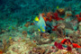 slides/_MG_1507_Edit.jpg Angelfish, Coral Sea Fans Rocks, Queen Angel, Underwater _MG_1507_Edit