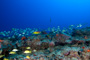 slides/_MG_1509_Edit.jpg Coral Sea Fans Rocks, Underwater _MG_1509_Edit