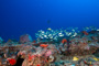 slides/_MG_1510_Edit.jpg Coral Sea Fans Rocks, Underwater _MG_1510_Edit