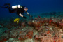 slides/_MG_1512_Edit.jpg Coral Sea Fans Rocks, Erik, Lionfish, Underwater _MG_1512_Edit