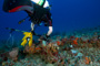 slides/_MG_1513_Edit.jpg Coral Sea Fans Rocks, Erik, Lionfish, Underwater _MG_1513_Edit