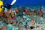 slides/_MG_1514_Edit.jpg Coral Sea Fans Rocks, Erik, Lionfish, Underwater _MG_1514_Edit