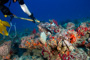 slides/_MG_1515_Edit.jpg Coral Sea Fans Rocks, Erik, Lionfish, Underwater _MG_1515_Edit