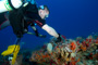 slides/_MG_1516_Edit.jpg Coral Sea Fans Rocks, Erik, Lionfish, Underwater _MG_1516_Edit