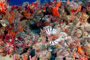 slides/_MG_1517_Edit.jpg Coral Sea Fans Rocks, Lionfish, Underwater _MG_1517_Edit