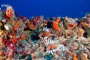 slides/_MG_1518_Edit.jpg Coral Sea Fans Rocks, Lionfish, Underwater _MG_1518_Edit