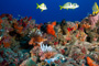 slides/_MG_1520_Edit.jpg Coral Sea Fans Rocks, Lionfish, Underwater _MG_1520_Edit