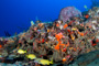 slides/_MG_1524_Edit.jpg Coral Sea Fans Rocks, Underwater _MG_1524_Edit