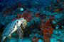 slides/_MG_1528_Edit.jpg Coral Sea Fans Rocks, Turtle, Underwater _MG_1528_Edit