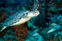 slides/_MG_1529_Edit.jpg Coral Sea Fans Rocks, Turtle, Underwater _MG_1529_Edit