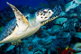 slides/_MG_1530_Edit.jpg Coral Sea Fans Rocks, Turtle, Underwater _MG_1530_Edit