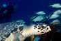 slides/_MG_1532_Edit.jpg Coral Sea Fans Rocks, Turtle, Underwater _MG_1532_Edit