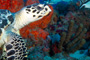 slides/_MG_1533_Edit.jpg Coral Sea Fans Rocks, Turtle, Underwater _MG_1533_Edit