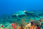 slides/_MG_1537_Edit.jpg Coral Sea Fans Rocks, Turtle, Underwater _MG_1537_Edit
