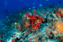 slides/_MG_1539_Edit.jpg Coral Sea Fans Rocks, Underwater _MG_1539_Edit