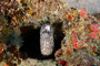 slides/_MG_1542_Edit.jpg Coral Sea Fans Rocks, Spotted Moray, Underwater _MG_1542_Edit
