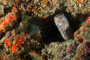 slides/_MG_1543_Edit.jpg Coral Sea Fans Rocks, Spotted Moray, Underwater _MG_1543_Edit