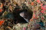 slides/_MG_1546_Edit.jpg Coral Sea Fans Rocks, Spotted Moray, Underwater _MG_1546_Edit