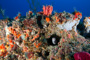 slides/_MG_1550_Edit.jpg Coral Sea Fans Rocks, Spotted Moray, Underwater _MG_1550_Edit