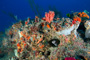 slides/_MG_1552_Edit.jpg Coral Sea Fans Rocks, Spotted Moray, Underwater _MG_1552_Edit