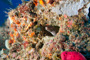 slides/_MG_1558_Edit.jpg Coral Sea Fans Rocks, Spotted Moray, Underwater _MG_1558_Edit