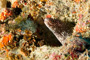 slides/_MG_1559_Edit.jpg Coral Sea Fans Rocks, Spotted Moray, Underwater _MG_1559_Edit