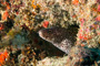 slides/_MG_1560_Edit.jpg Coral Sea Fans Rocks, Spotted Moray, Underwater _MG_1560_Edit