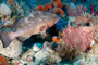 slides/_MG_1574_Edit.jpg Coral Sea Fans Rocks, Grouper, Underwater _MG_1574_Edit