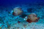 slides/_MG_1576_Edit.jpg Angelfish, Coral Sea Fans Rocks, French Angel, Underwater _MG_1576_Edit