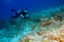 slides/_MG_1597_Edit.jpg Coral Sea Fans Rocks, Kyle, Lionfish, Underwater _MG_1597_Edit