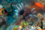 slides/_MG_1600_Edit.jpg Coral Sea Fans Rocks, Lionfish, Underwater _MG_1600_Edit