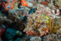 slides/_MG_1602_Edit.jpg Coral Sea Fans Rocks, Scorpionfish, Underwater _MG_1602_Edit