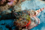 slides/_MG_1604_Edit.jpg Coral Sea Fans Rocks, Scorpionfish, Underwater _MG_1604_Edit