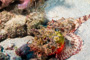 slides/_MG_1605_Edit.jpg Coral Sea Fans Rocks, Scorpionfish, Underwater _MG_1605_Edit